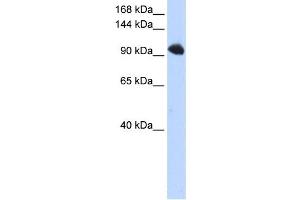 Western Blotting (WB) image for anti-Splicing Factor, Suppressor of White-Apricot Homolog (SFSWAP) antibody (ABIN2458510)