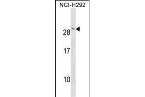 CRADD Antibody (Center) (ABIN1538574 and ABIN2850231) western blot analysis in NCI- cell line lysates (35 μg/lane). (CRADD Antikörper  (AA 69-98))