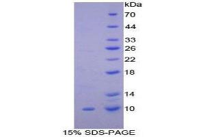 SDS-PAGE (SDS) image for Secretoglobin, Family 1A, Member 1 (Uteroglobin) (SCGB1A1) (AA 22-96) protein (His tag) (ABIN1079166) (SCGB1A1 Protein (AA 22-96) (His tag))