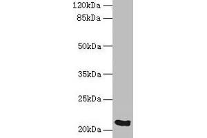 Western blot All lanes: SPCS3 antibody at 0. (SPCS3 Antikörper  (AA 33-180))