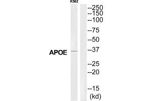 Western Blotting (WB) image for anti-Apolipoprotein E (APOE) (C-Term) antibody (ABIN1852739) (APOE Antikörper  (C-Term))