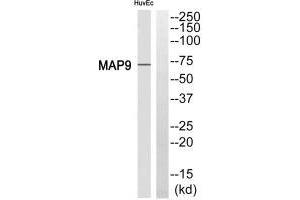 Western blot analysis of extracts from HuvEc cell, using MAP9 antibody. (MAP9 Antikörper)