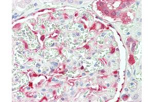 Anti-NQO1 antibody IHC staining of human kidney. (NQO1 Antikörper  (AA 263-274))