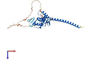 RASSF2 Protein (AA 1-326) (His tag)
