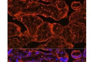 Immunofluorescence analysis of Human placenta using FSTL1 Polyclonal Antibody at dilution of 1:100. (FSTL1 Antikörper)