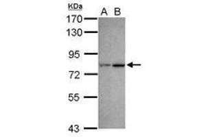 Image no. 3 for anti-Chromodomain Protein, Y-Like (CDYL) (AA 1-544) antibody (ABIN1497464) (CDYL Antikörper  (AA 1-544))