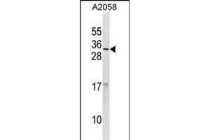 RNASE9 Antibody (C-term) (ABIN1881753 and ABIN2838836) western blot analysis in  cell line lysates (35 μg/lane). (RNASE9 Antikörper  (C-Term))
