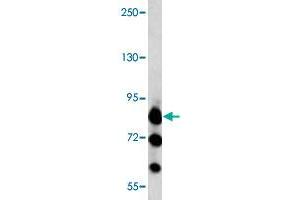 Western blot analysis of K-562 cell lysate (35 ug/lane) with MARK3 polyclonal antibody . (MARK3 Antikörper  (C-Term))