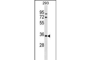 VSIG2 Antibody (C-term) (ABIN1881996 and ABIN2839009) western blot analysis in 293 cell line lysates (35 μg/lane). (VSIG2 Antikörper  (C-Term))