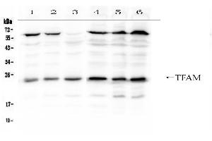 Western blot analysis of mtTFA using anti- mtTFA antibody . (TFAM Antikörper  (C-Term))
