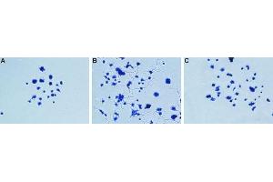 proNGF-induced neurite outgrowth neutralizing assayPC12 cells were grown on collagen-coated plates.