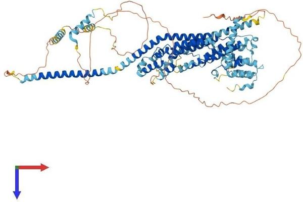 GCFC2 Protein (AA 1-781) (His tag)