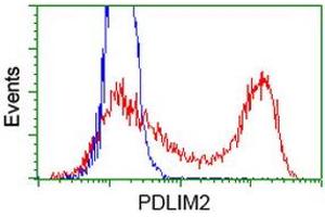 HEK293T cells transfected with either RC210022 overexpress plasmid (Red) or empty vector control plasmid (Blue) were immunostained by anti-PDLIM2 antibody (ABIN2454450), and then analyzed by flow cytometry. (PDLIM2 Antikörper)