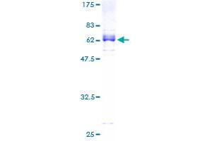 ZNF2 Protein (AA 1-292) (GST tag)