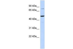 Human 721_B; WB Suggested Anti-ZSCAN1 Antibody Titration: 0. (ZSCAN1 Antikörper  (Middle Region))