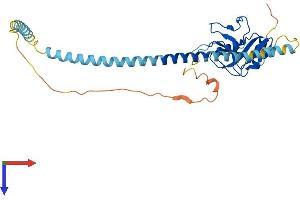 Asialoglycoprotein Receptor 2 Protein (ASGR2) (AA 1-311) (His tag)