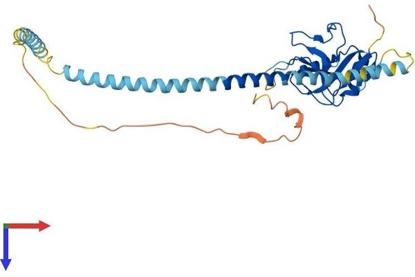 Asialoglycoprotein Receptor 2 Protein (ASGR2) (AA 1-311) (His tag)