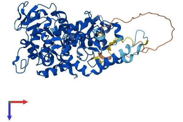 NT5C2 Protein (AA 1-560) (His tag)