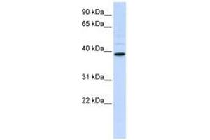Image no. 1 for anti-Chitinase, Acidic (CHIA) (AA 108-157) antibody (ABIN6740778) (CHIA Antikörper  (AA 108-157))
