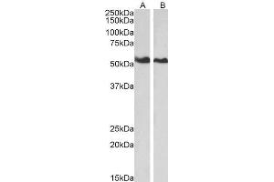 ABIN184685 (0. (Annexin A11 Antikörper  (N-Term))