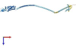 Flotillin 1 Protein (FLOT1) (AA 1-427) (His tag)