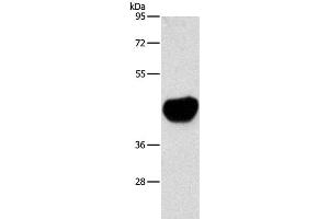 Western Blot analysis of Mouse heart tissue using ACTA2 Polyclonal Antibody at dilution of 1:800 (Smooth Muscle Actin Antikörper)