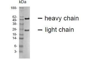 SDS-PAGE (SDS) image for anti-Carcinoembryonic Antigen-Related Cell Adhesion Molecule 16 (CEACAM16) antibody (ABIN1381739)