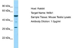 WB Suggested Anti-Nr0b1 Antibody   Titration: 1. (NR0B1 Antikörper  (C-Term))