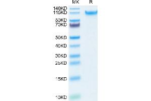 MANSC1 Protein (AA 27-385) (His tag)