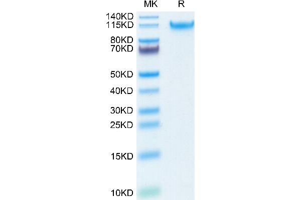 MANSC1 Protein (AA 27-385) (His tag)