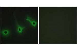Immunofluorescence (IF) image for anti-Collagen, Type V, alpha 3 (COL5A3) (AA 221-270) antibody (ABIN2889917) (COL5A3 Antikörper  (AA 221-270))
