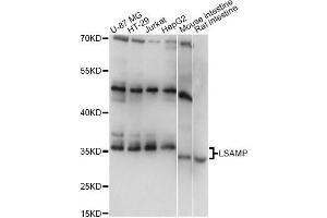Western blot analysis of extracts of various cell lines, using LSAMP antibody (ABIN6292182) at 1:1000 dilution. (LSAMP Antikörper)