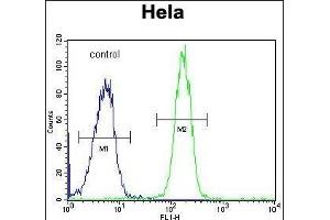 GALNT5 Antibody (N-term) (ABIN653934 and ABIN2843166) flow cytometric analysis of Hela cells (right histogram) compared to a negative control cell (left histogram). (GALNT5 Antikörper  (N-Term))