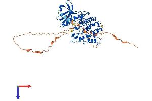 SBK1 Protein (AA 1-417) (His tag)