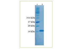 SDS-PAGE (SDS) image for Inhibin, beta B (INHBB) (Active) protein (His tag) (ABIN809199)