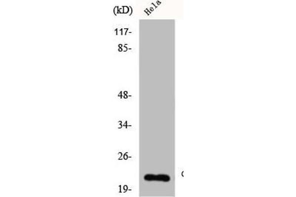 Claudin 4 Antikörper  (C-Term)