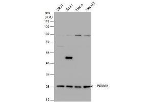 WB Image PSMA5 antibody detects PSMA5 protein by western blot analysis. (PSMA5 Antikörper  (Center))