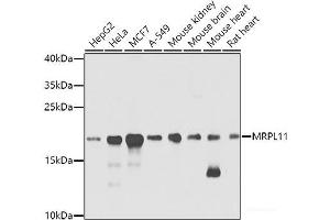 Western blot analysis of extracts of various cell lines using MRPL11 Polyclonal Antibody at dilution of 1:1000. (MRPL11 Antikörper)