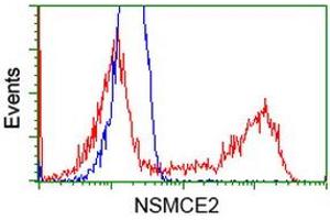 HEK293T cells transfected with either RC207639 overexpress plasmid (Red) or empty vector control plasmid (Blue) were immunostained by anti-NSMCE2 antibody (ABIN2453381), and then analyzed by flow cytometry. (NSMCE2 Antikörper)