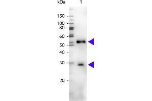 Western blot of Peroxidase conjugated Chicken Anti-Mouse IgG secondary antibody. (Huhn anti-Maus IgG (Heavy & Light Chain) Antikörper (HRP))