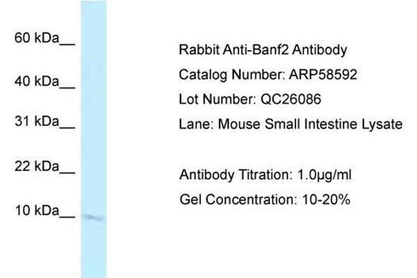 Banf2 Antikörper  (N-Term)
