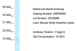 Western Blotting (WB) image for anti-Barrier To Autointegration Factor 2 (BANF2) (N-Term) antibody (ABIN2787754)