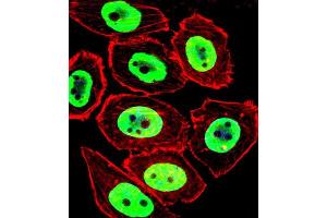 Immunofluorescence (IF) image for anti-Ewing Sarcoma Breakpoint Region 1 (EWSR1) antibody (ABIN3003929) (EWSR1 Antikörper)