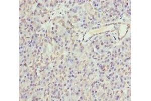 Immunohistochemistry of paraffin-embedded human pancreatic tissue using ABIN7154698 at dilution of 1:100 (GNAO1 Antikörper  (AA 60-180))