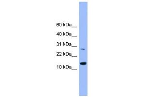 WB Suggested Anti-GLRX2 Antibody Titration: 0. (Glutaredoxin 2 Antikörper  (Middle Region))