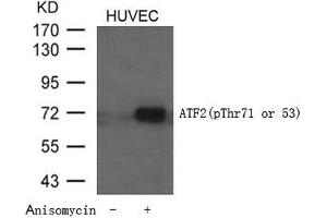 Western blot analysis of extracts from HUVEC cells untreated or treated with Anisomycin using ATF2 (Phospho-Thr71 or 53) Antibody. (ATF2 Antikörper  (pThr71))