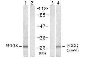 Western blot analysis of extract from NIH/3T3 cells, untreated or treated with TNF-α (20ng/ml, 5min), using 14-3-3 ζ (Ab-58) antibody (E021188, lane 1 and 2) and 14-3-3 ζ (Phospho- Ser58) antibody (E011181, lane 3 and 4). (14-3-3 zeta Antikörper  (pSer58))