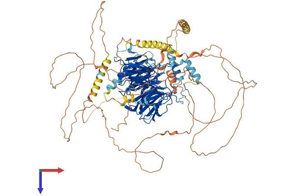 DCAF5 Protein (AA 1-942) (His tag)