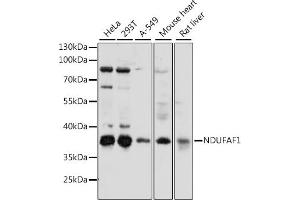 Western blot analysis of extracts of various cell lines, using NDUF antibody (ABIN7268805) at 1:1000 dilution. (NDUFAF1 Antikörper  (AA 1-327))