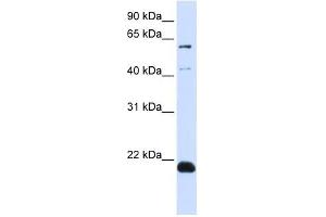 C14ORF180 antibody used at 1 ug/ml to detect target protein. (C14orf180 Antikörper  (N-Term))